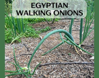 Egyptian Walking Onions, 10 mature bulbs with roots, ready to plant