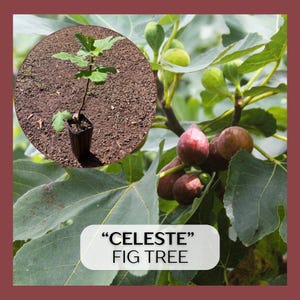 May include: An image of a young "Celeste" fig tree in a black pot, set against a backdrop of a mature fig tree with ripe, purple-brown figs and green leaves. The image includes the text "CELESTE" FIG TREE.