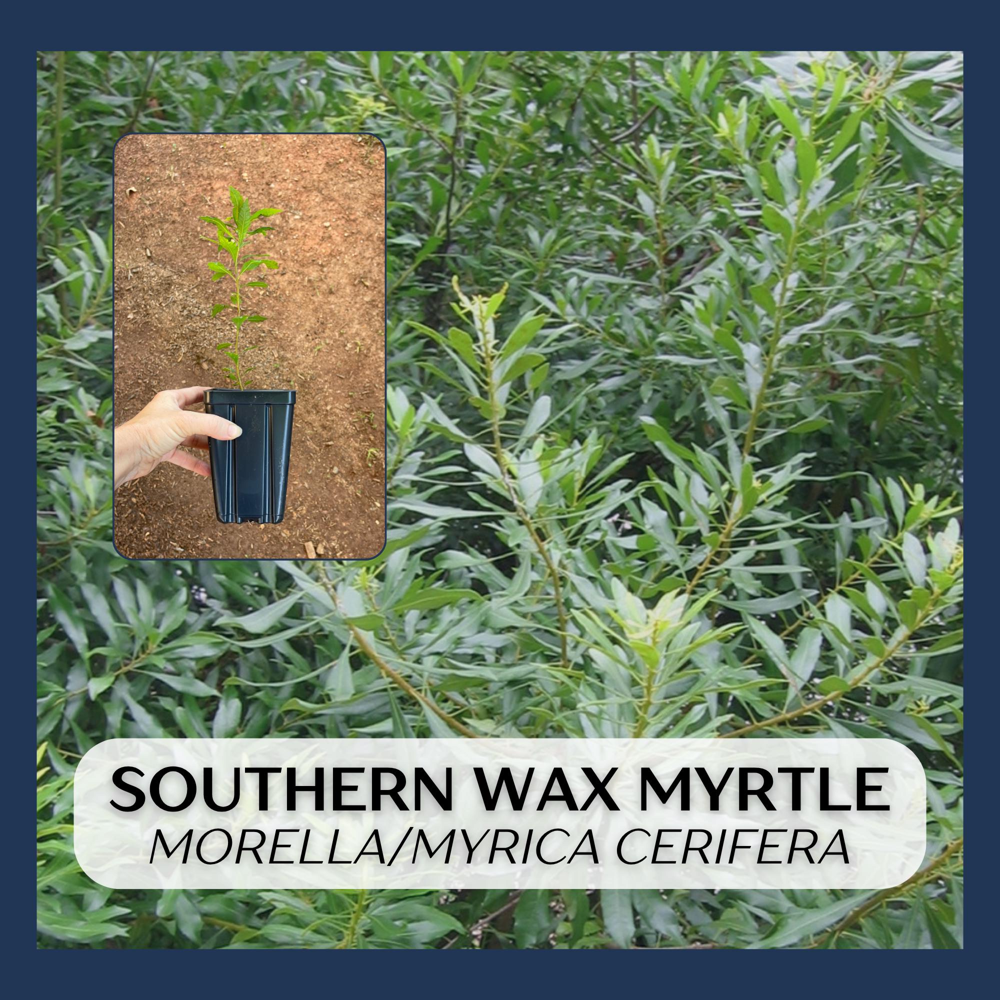 Southern Wax Myrtle (Bayberry) Morella cerifera Myrica cerifera in 3.5 x 5 pot