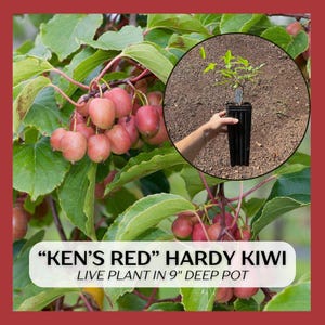 May include: Image of a "Ken's Red" hardy kiwi plant with red fruit clusters and green leaves. A close-up shows a live plant in a 9-inch deep pot. The background is a red border.