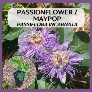 May include: A close-up of a passionflower, also known as maypop, with purple petals and yellow centers. The plant is in bloom and has green leaves. A small potted passionflower plant is shown in the lower left corner of the image.