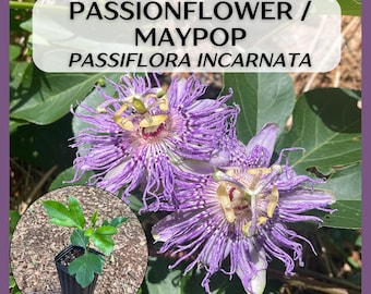 Select Native Passionflower Maypop vine in 9in deep tree pot, Passiflora incarnata, delicious fruit!