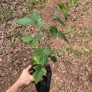 blackberry plant in 3.5" x 5" deep pot