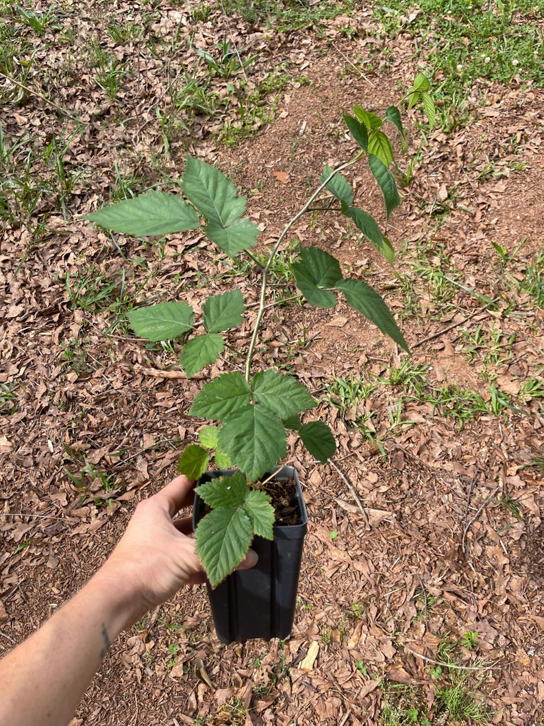 blackberry plant in 3.5" x 5" deep pot
