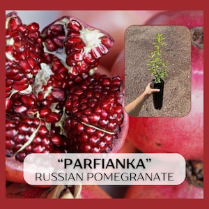 Parfianka Russian Pomegranate plant in 9&quot; deep pot, cold hardy, Punica granatum