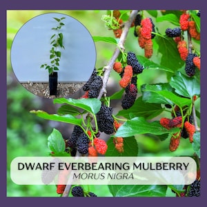 Dwarf Everbearing Mulberry, 2-3 ft tree in 9 inch deep tree pot Morus nigra