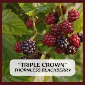 May include: Close-up of a blackberry plant with green leaves and clusters of ripe, dark purple blackberries. Some berries are still red. The text on the image reads "TRIPLE CROWN" THORNLESS BLACKBERRY.
