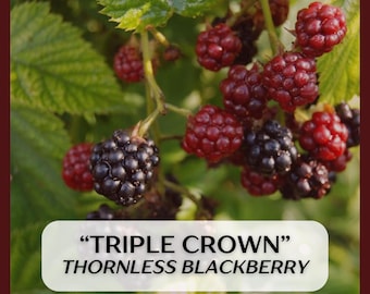 May include: Close-up of a blackberry plant with green leaves and clusters of ripe, dark purple blackberries. Some berries are still red. The text on the image reads "TRIPLE CROWN" THORNLESS BLACKBERRY.