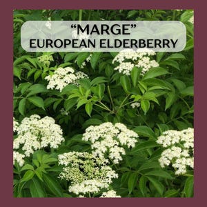 May include: A close-up of a European elderberry bush with white flowers in bloom. The bush is labeled "MARGE" EUROPEAN ELDERBERRY.