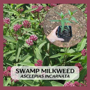 Native Swamp Milkweed Asclepias incarnata, large well rooted starter plants in 5&quot; pots