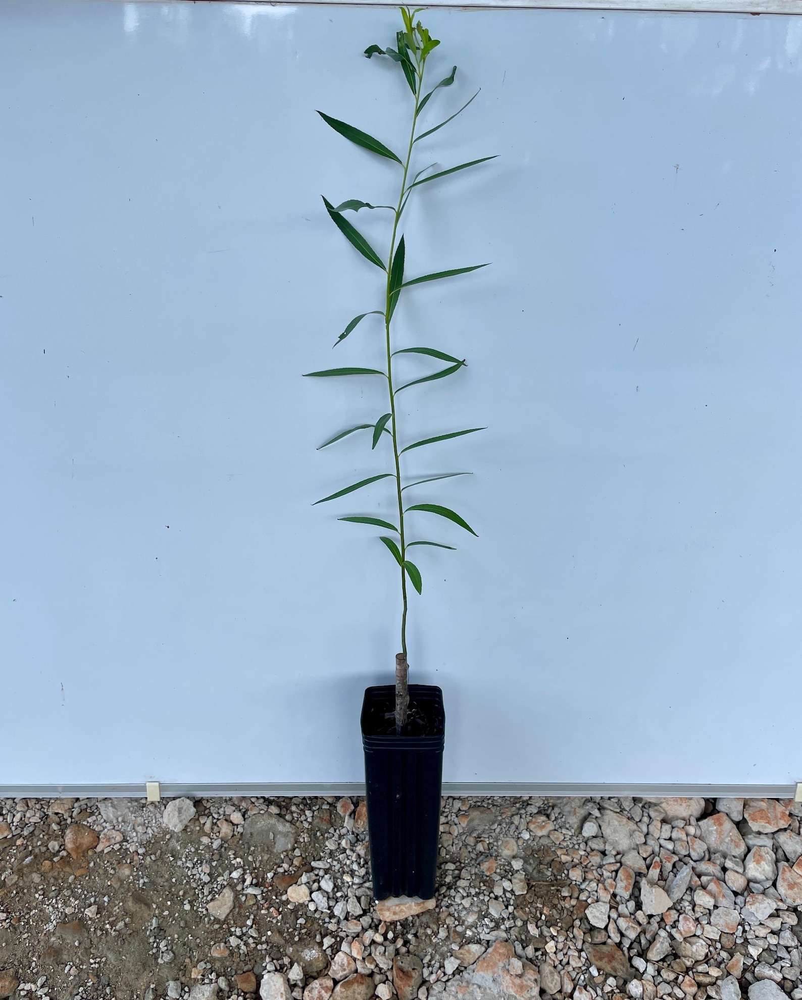 Austree Hybrid Willow Tree, Fast Growing Privacy Shade - Etsy