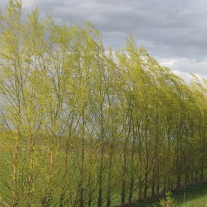 May include: A row of willow trees with green leaves blowing in the wind. The trees are planted close together and form a dense hedge.