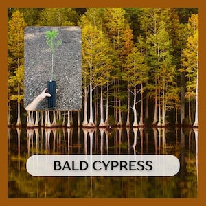Bald Cypress Tree (Taxodium distichum) Live Sapling 20-30&quot; tall, 1-2 years old, well rooted, shipped in 9&quot; tree pot