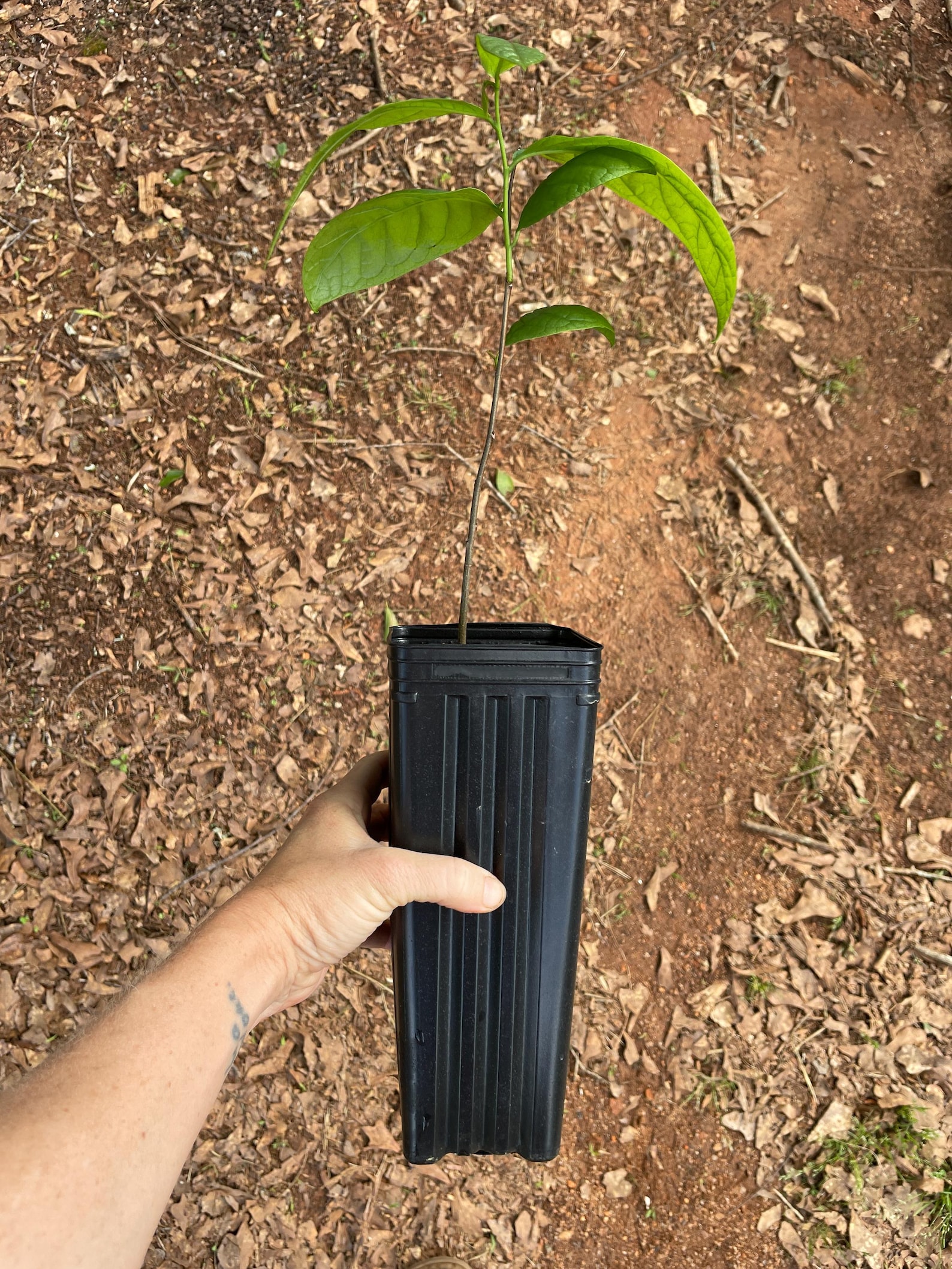 Native Pawpaw Tree, Asimina Triloba, 1-2 Yr Old Tree in 9" Deep Pot - Etsy