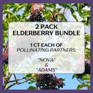 May include: An image of elderberry plants with clusters of dark purple berries. The image includes text that reads "2 PACK ELDERBERRY BUNDLE" and "1 CT EACH OF POLLINATING PARTNERS: NOVA & ADAMS". The background is a blue sky.