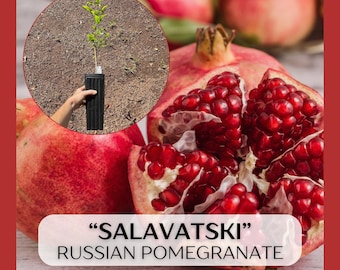 Salavatski Russian Pomegranate plant in 9" deep pot, large root system, Punica granatum