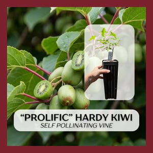 May include: A Prolific Hardy Kiwi self-pollinating vine plant in a black plastic nursery pot. The image features green kiwi fruit growing on a vine and text that reads PROLIFIC HARDY KIWI SELF POLLINATING VINE on a white background.
