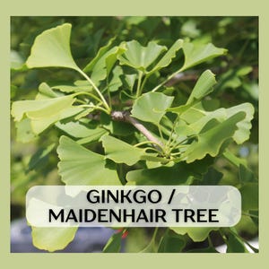 Live Ginkgo Tree Sapling in 9in treepot, unsexed, 2-3 years old, well rooted