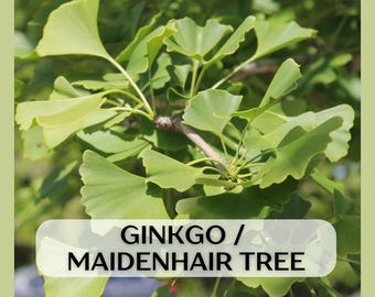 Live Ginkgo Tree Sapling in 9in treepot, unsexed, 2-3 years old, well rooted