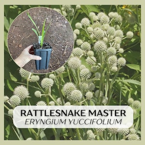 May include: A close-up of Rattlesnake Master plants, Eryngium yuccifolium, with spiky, globe-shaped flower heads. A small potted plant is held in a hand. The text "Rattlesnake Master Eryngium yuccifolium" is displayed at the bottom.