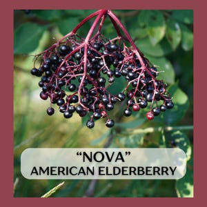 May include: A close-up of a branch of ripe black elderberries, with the text "NOVA" AMERICAN ELDERBERRY printed below.