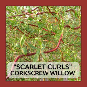 May include: Close-up of a corkscrew willow tree with vibrant red branches and green leaves. The text "SCARLET CURLS" and "CORKSCREW WILLOW" is displayed on a white rectangle at the bottom of the image. The background is a deep red.