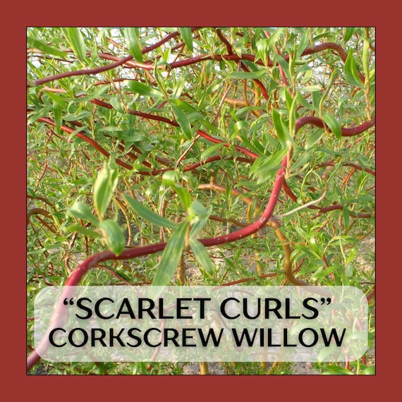 Scarlet Curls Corkscrew Willow, well rooted tree in 9in deep tree pot, 1-2 yrs old Salix matsudana