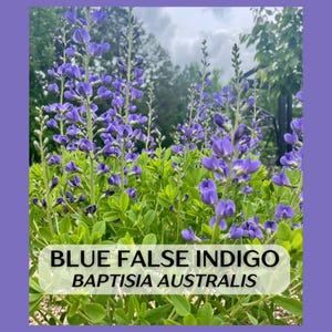 Blue False Indigo Baptisia australis, live starter plant in 5&quot; deep pot