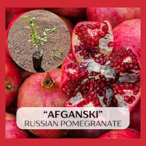Afganski Russian Pomegranate plant in 9&quot; deep pot, cold hardy, Punica granatum