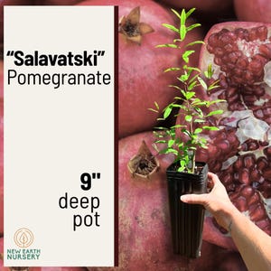 May include: A Salavatski pomegranate plant with green leaves in a 9-inch deep black plastic pot. The text on the left side reads Salavatski Pomegranate and 9 inch deep pot, with a New Earth Nursery logo at the bottom corner.