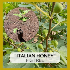 May include: A young fig tree in a black pot, set against a backdrop of lush green leaves and developing figs. The image includes a circular inset of the tree and the text "ITALIAN HONEY" FIG TREE.