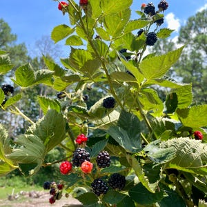 K&ouml;nnte beinhalten: Nahaufnahme eines Brombeerstrauchs mit gr&uuml;nen Bl&auml;ttern und reifen Brombeeren. Einige der Beeren sind noch rot und unreif.