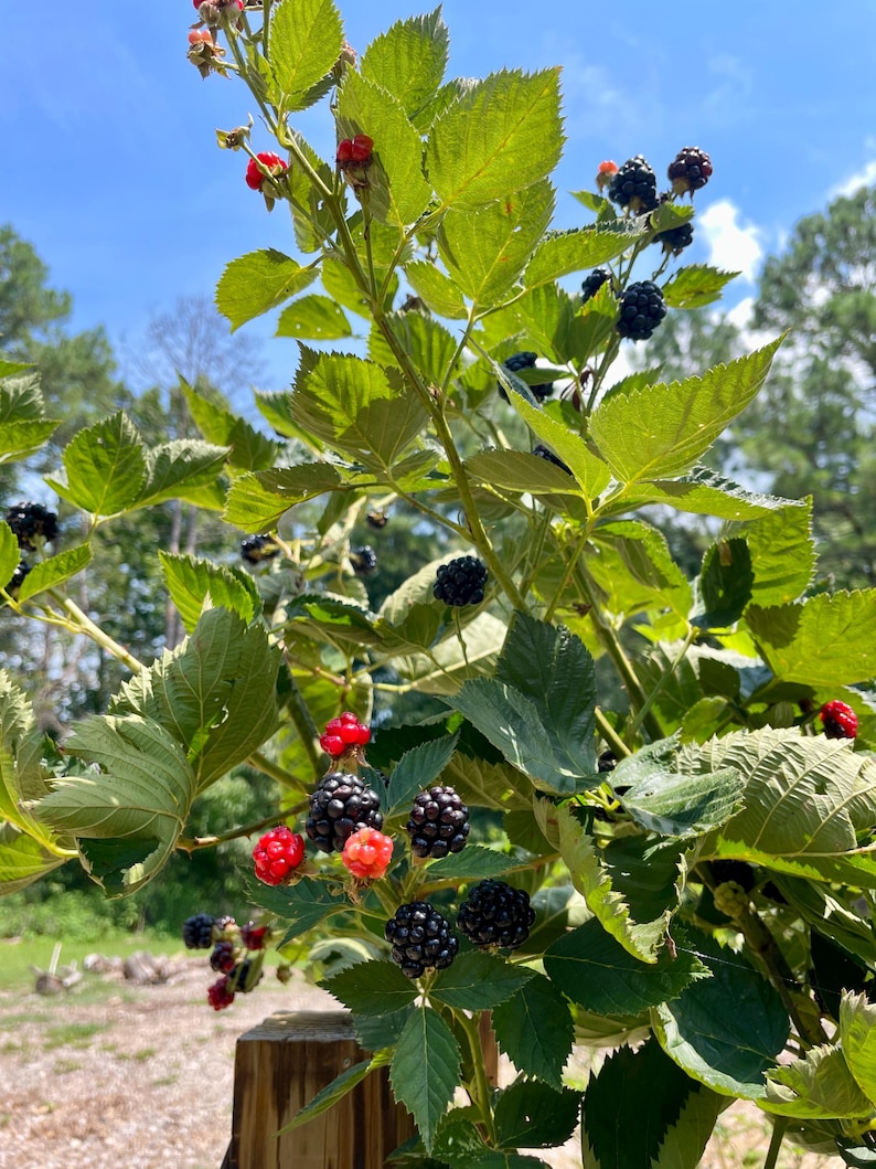 K&ouml;nnte beinhalten: Nahaufnahme eines Brombeerstrauchs mit gr&uuml;nen Bl&auml;ttern und reifen Brombeeren. Einige der Beeren sind noch rot und unreif.
