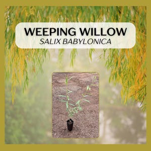 May include: An image of a Weeping Willow (Salix babylonica) sapling in a black pot, set against a blurred background of a weeping willow tree. The text "Weeping Willow Salix babylonica" is displayed in a white box at the top.