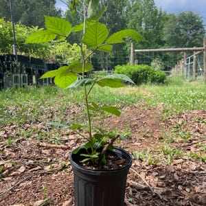 blackberry plant in gallon pot
