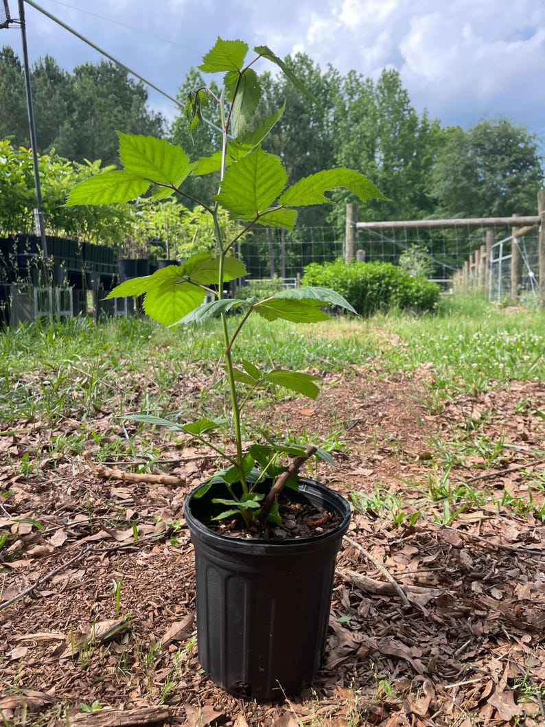 blackberry plant in gallon pot