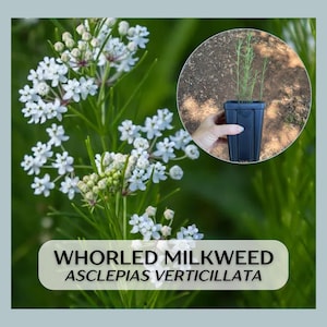 Native Whorled Milkweed Asclepias verticillata, large well rooted starter plants in 5&quot; pots