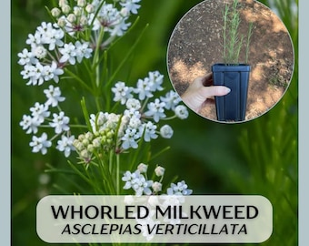 Native Whorled Milkweed Asclepias verticillata, large well rooted starter plants in 5&quot; pots