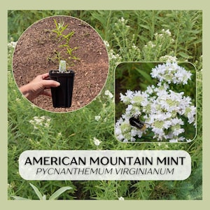 American Mountain Mint (Pycnanthemum virginianum), native live starter plant in 5&quot; pot