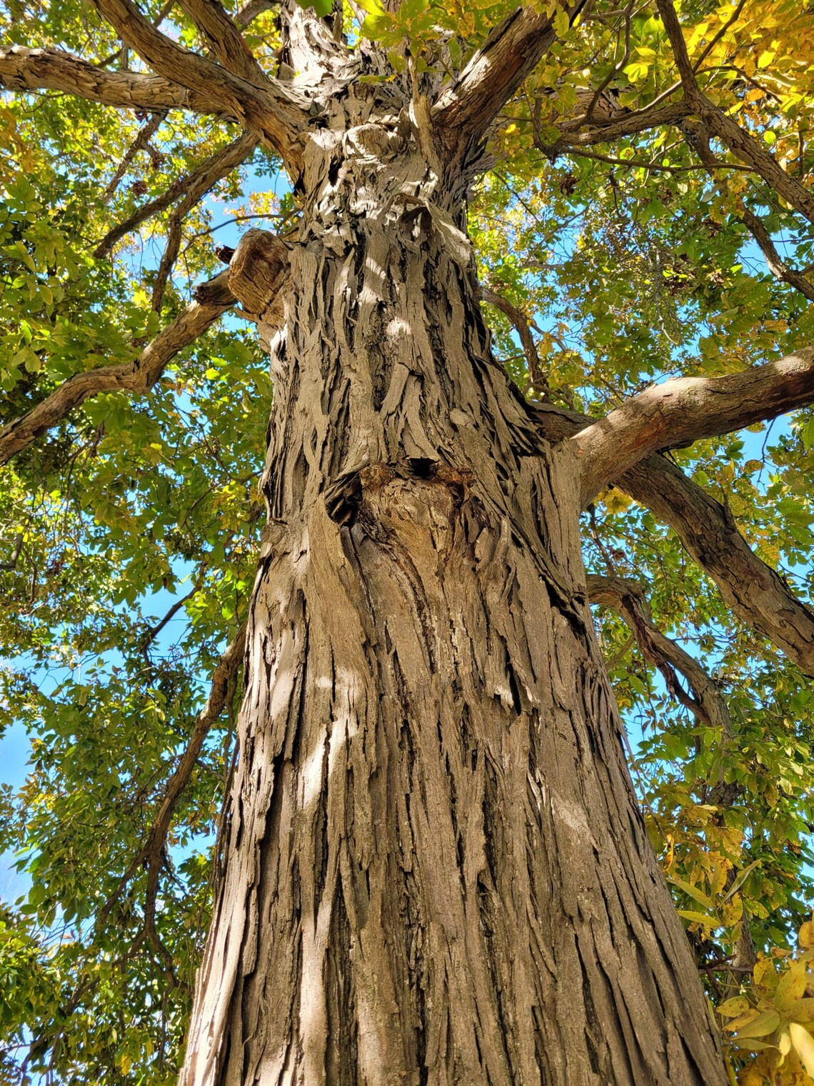 Shellbark Tree Form Native Shellbark Hickory Tree Carya Laciniosa in 9in Deep Tree Pot ...