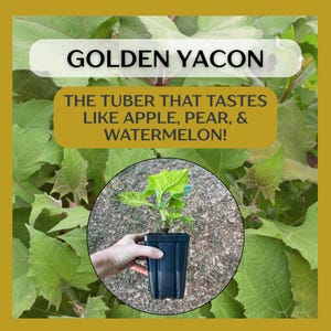 Yacón Dorado, Manzana de Tierra Peruana, Manzana de Tierra Smallanthus sonchifolius - Planta de inicio grande en maceta de 5&quot;