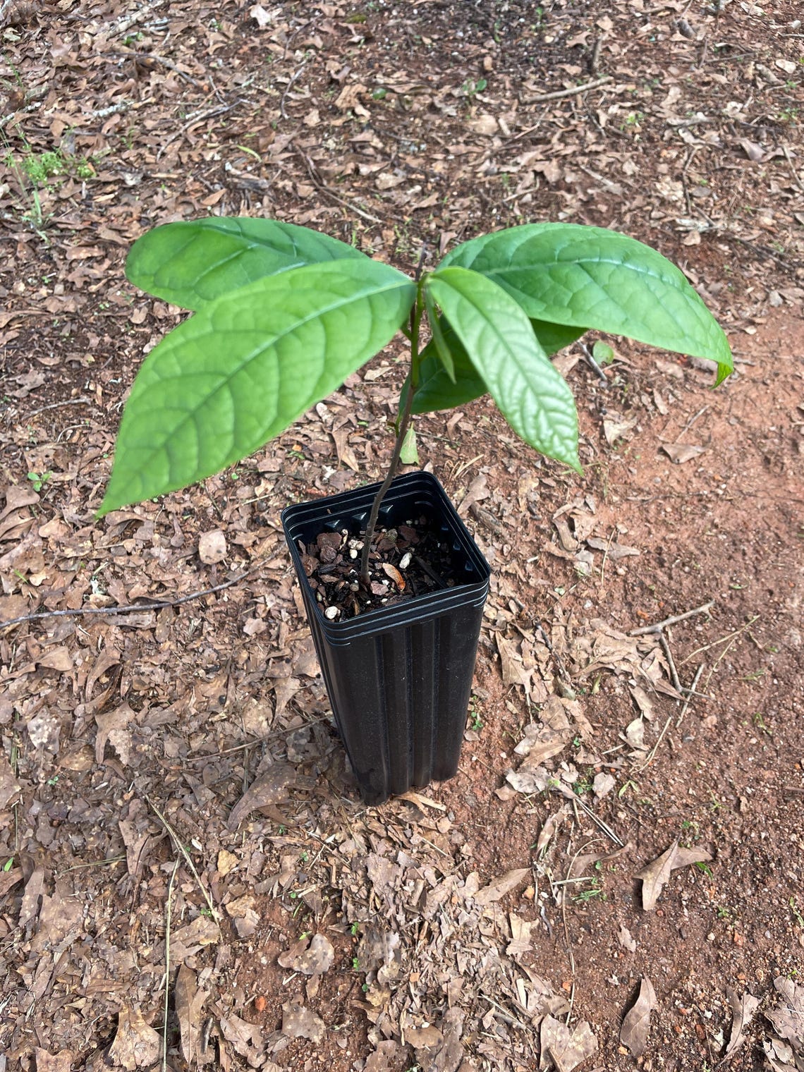 Native Pawpaw Tree, Asimina Triloba, 1-2 Yr Old Tree in 9" Deep Pot - Etsy
