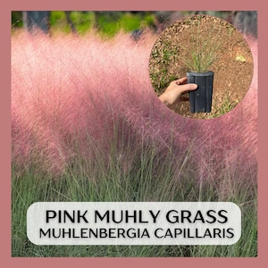 Native Pink Muhly Grass Muhlenbergia capillaris, large live starter plant, well rooted in 5in pot