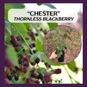 Chester Thornless Blackberry large live plant, well rooted in 5in deep pot