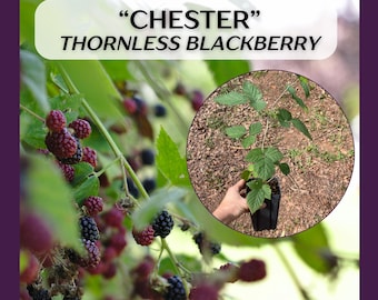 Chester Thornless Blackberry large live plant in gallon pot