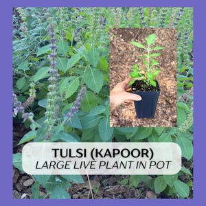 May include: A Tulsi Kapoor live plant in a black plastic pot, featuring green leaves and a central stem. The image includes text that reads TULSI (KAPOOR) LARGE LIVE PLANT IN POT, set against a background of a larger, mature Tulsi plant.