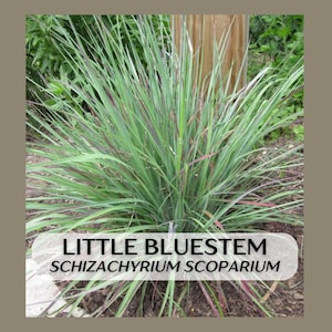 May include: A close-up of a Little Bluestem plant, Schizachyrium scoparium, with long, slender green leaves and hints of red. The plant is in a natural setting, with a wooden post in the background. The text "Little Bluestem" and the scientific name are displayed.