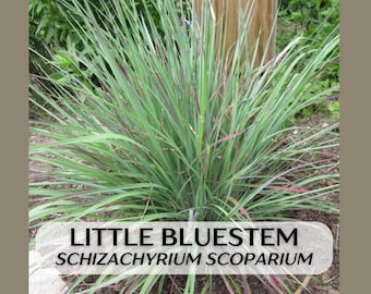 Native Grass Little Bluestem Schizachyrium scoparium, large live starter plant, well rooted in 5in pot