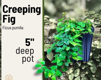 Könnte beinhalten: Eine Kletterfeige Ficus pumila in einem 12,7 cm tiefen blauen Kunststofftopf. Die Pflanze hat kleine, leuchtend grüne Blätter, die über die Seiten des Topfes hängen. Der Text auf dem Bild lautet Creeping Fig Ficus pumila 5 inch deep pot.