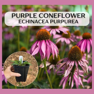 Puede incluir: Primer plano de una planta de equinácea púrpura, Echinacea purpurea, en flor. La planta tiene una sola flor con un centro marrón oscuro y pétalos rosados. La planta está en una maceta negra y está siendo sostenida por una mano.